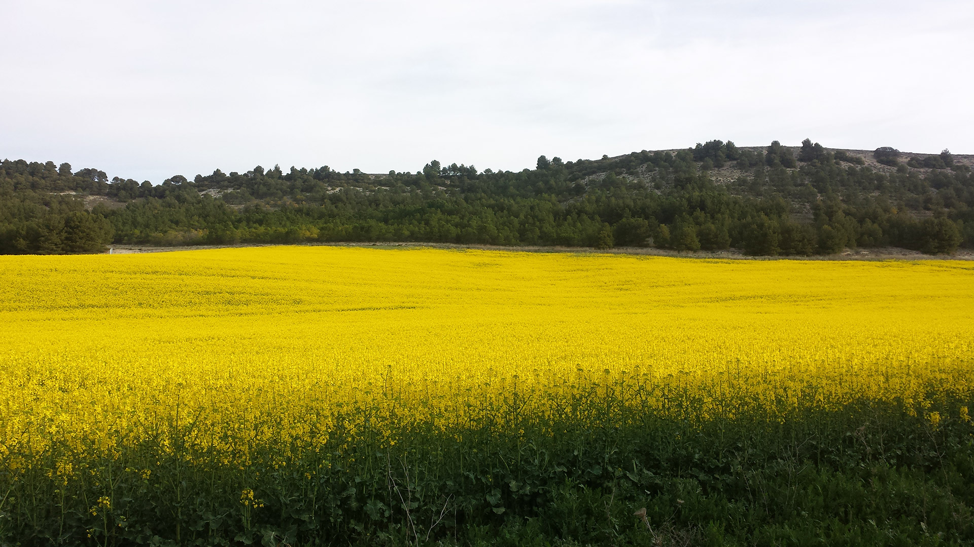 Casa rural en la Ribera del Duero y Castilla y León